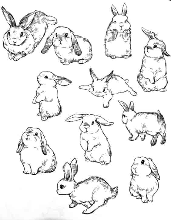 兔子和猫绘画参考素材