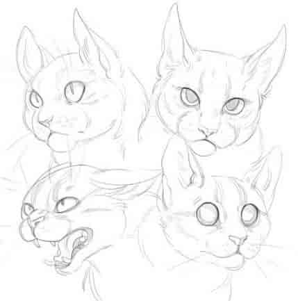 兔子和猫绘画参考素材