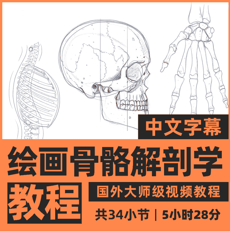 人体绘画骨骼解剖学教程