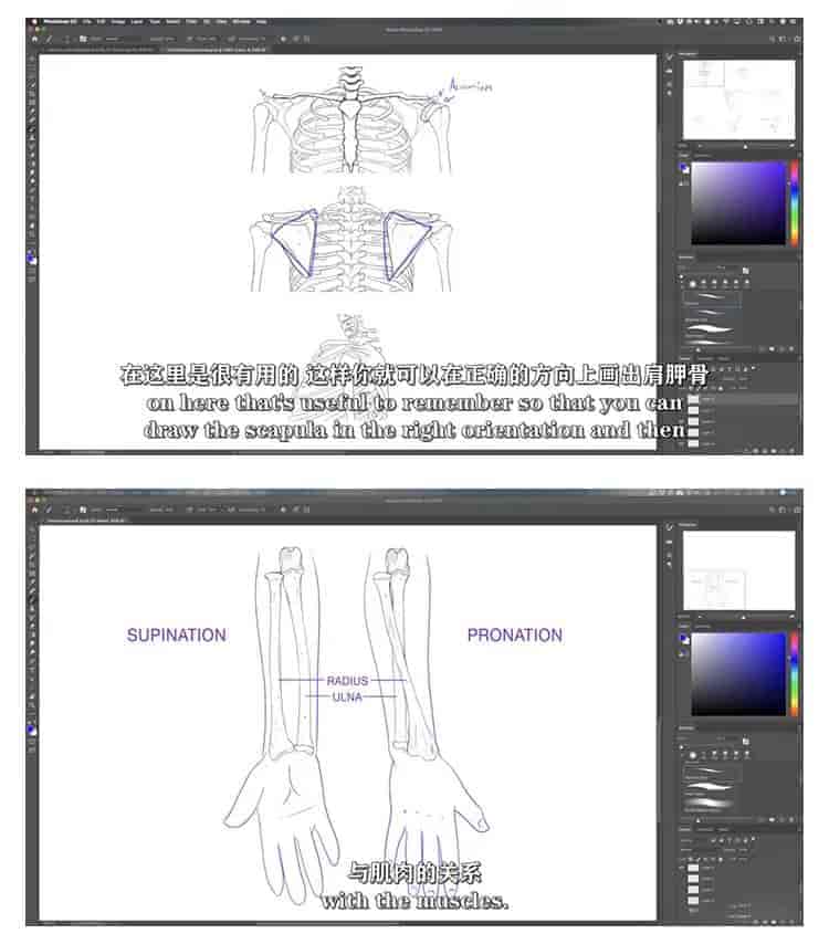 人体绘画骨骼解剖学教程