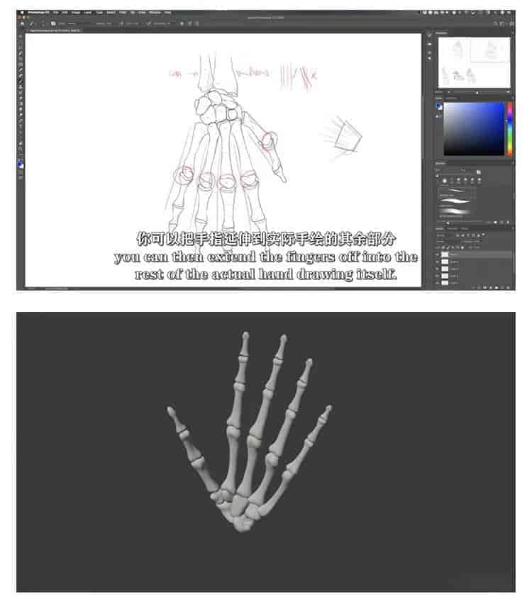 人体绘画骨骼解剖学教程