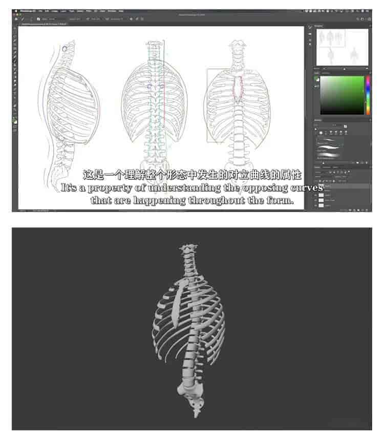 人体绘画骨骼解剖学教程
