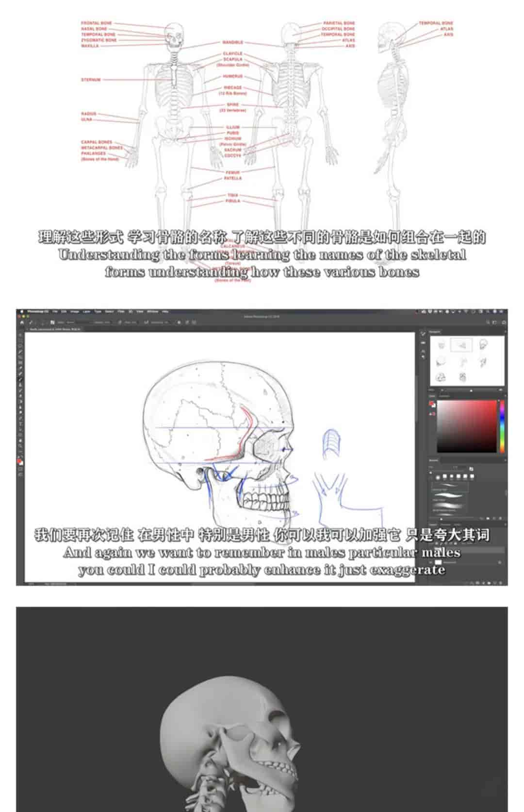 人体绘画骨骼解剖学教程