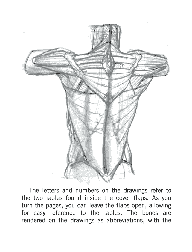 英文 Morpho艺用解剖学系列8册[1141P]