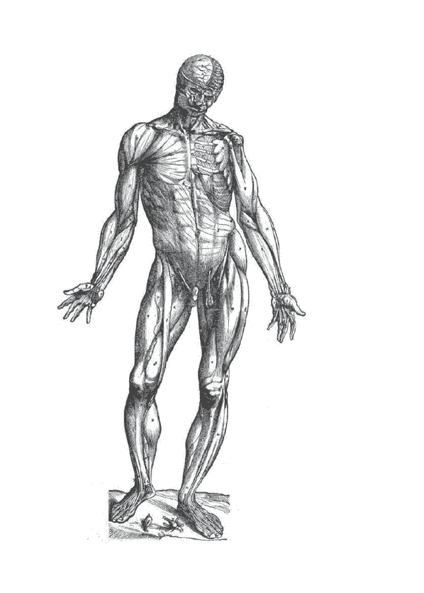英文 Morpho艺用解剖学系列8册[1141P]