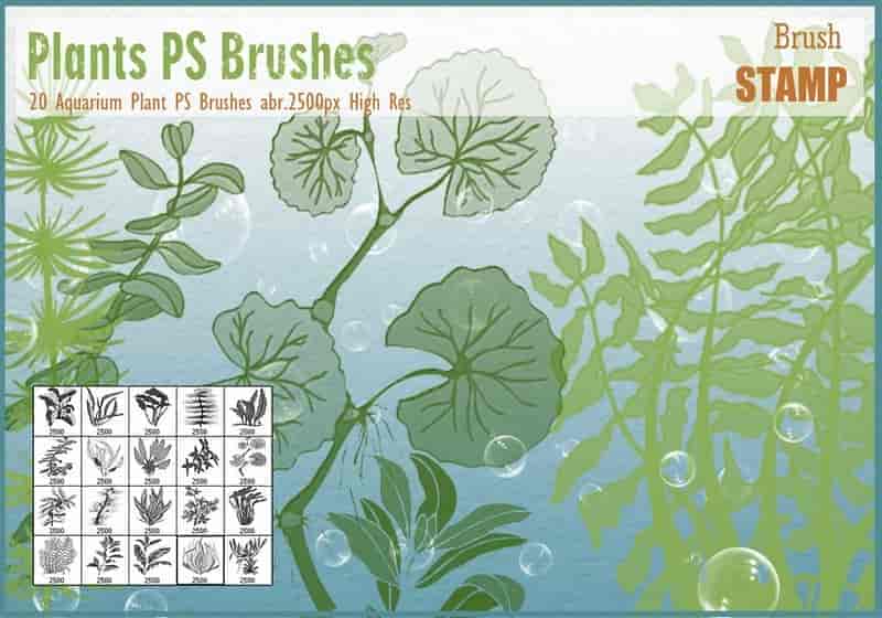 水生植物笔刷