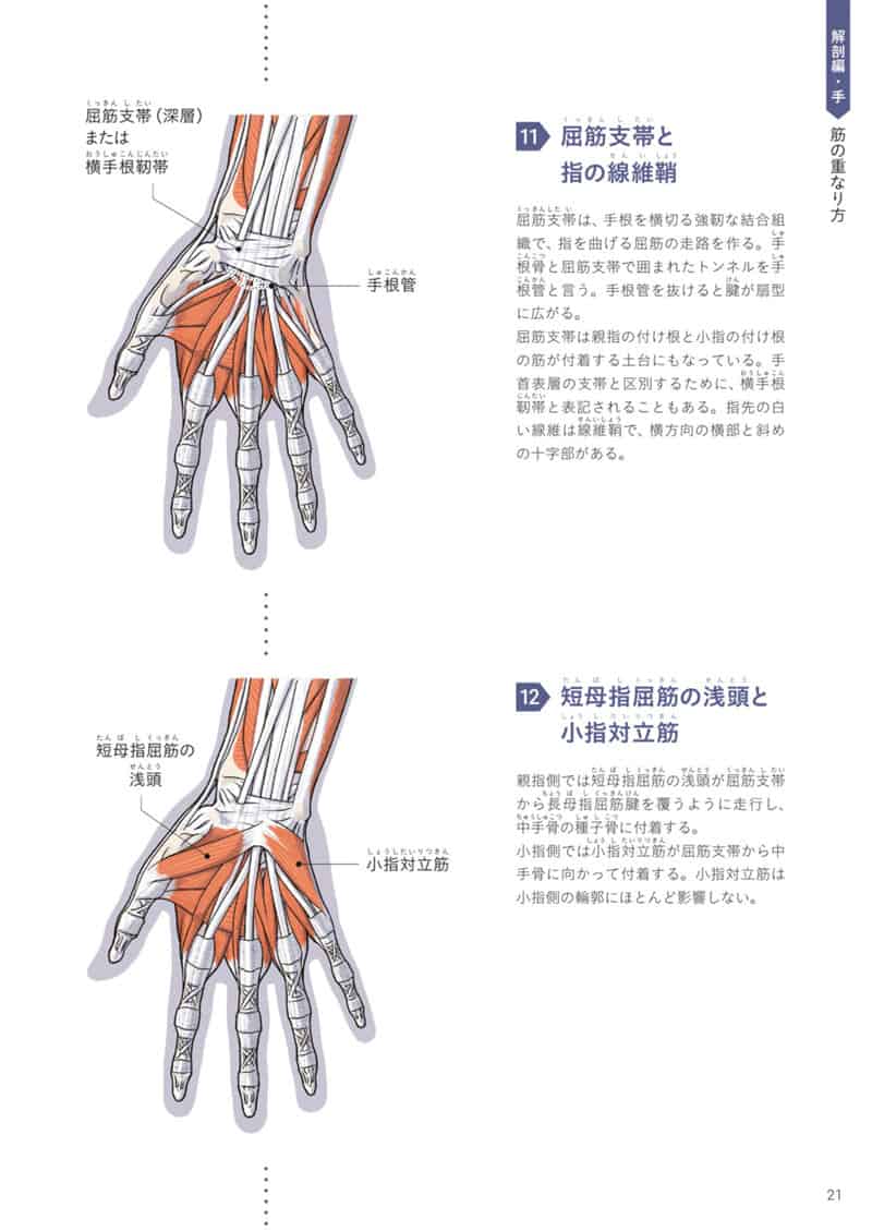 手与足的美术解剖学[130P]