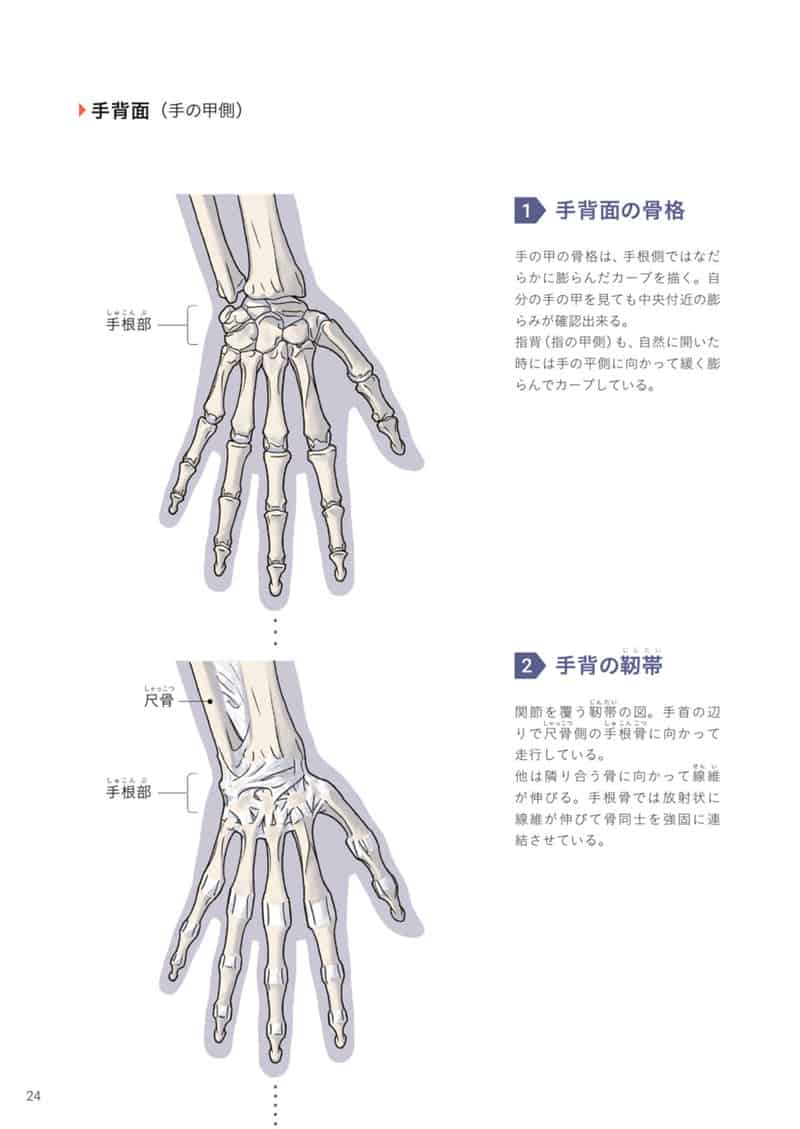 手与足的美术解剖学[130P]