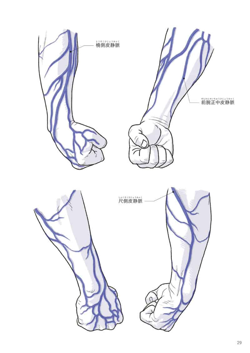 手与足的美术解剖学[130P]