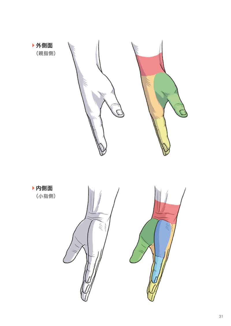 手与足的美术解剖学[130P]