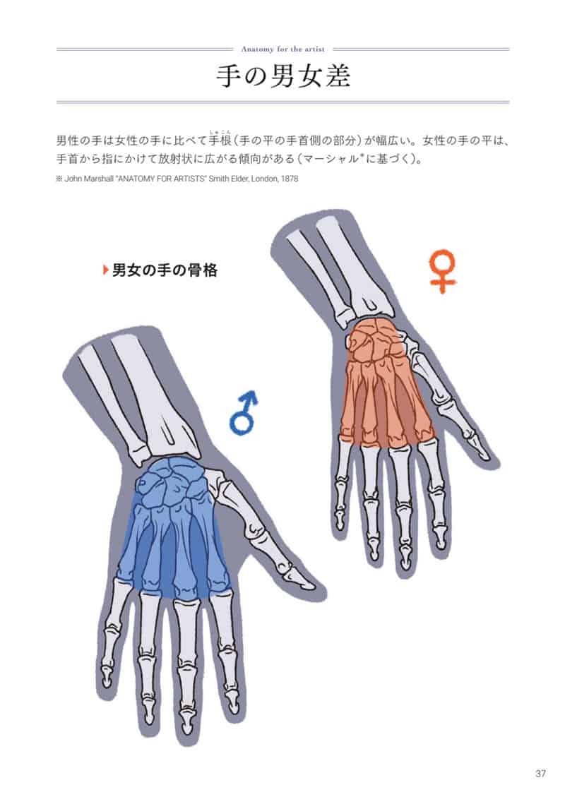 手与足的美术解剖学[130P]