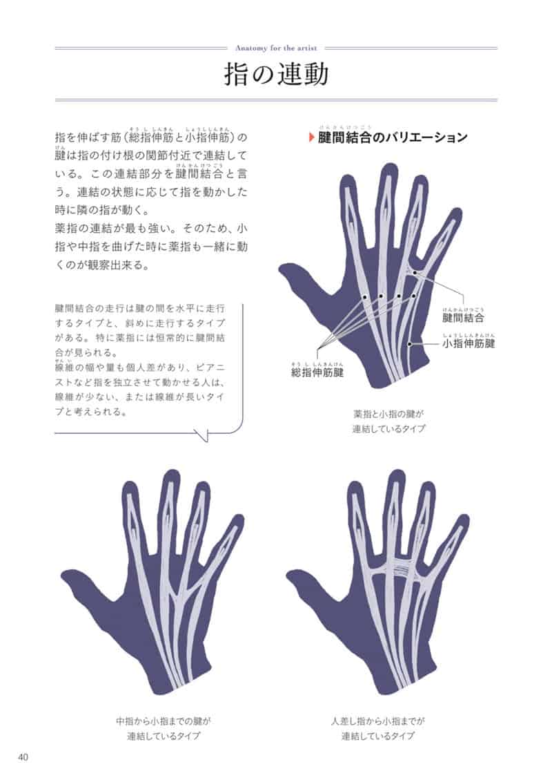 手与足的美术解剖学[130P]