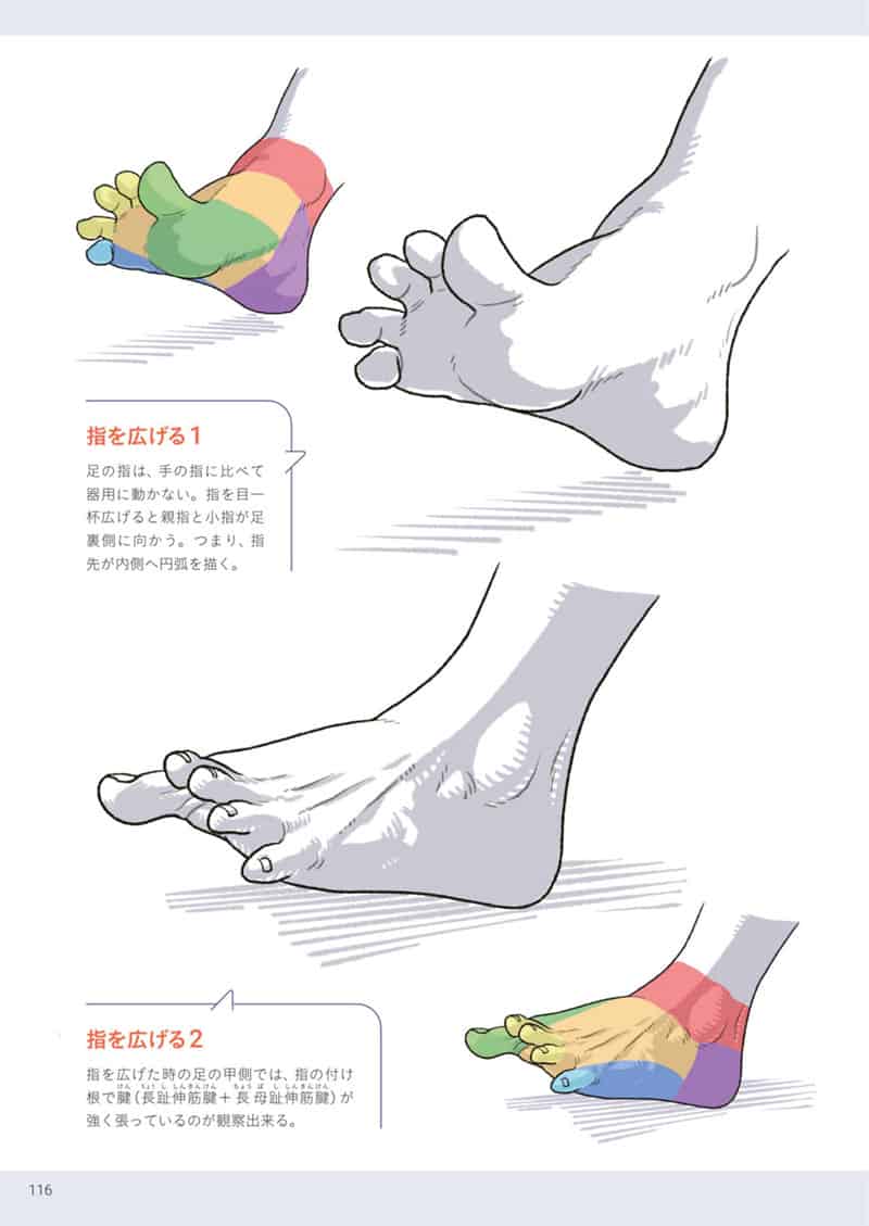 手与足的美术解剖学[130P]