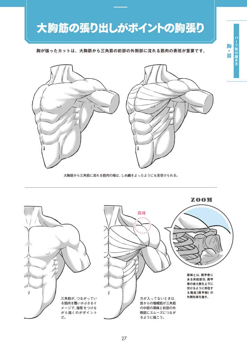 肌肉的画法!通过部位了解结构并进行区分描绘[130P]