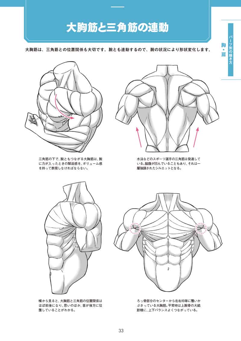 肌肉的画法!通过部位了解结构并进行区分描绘[130P]