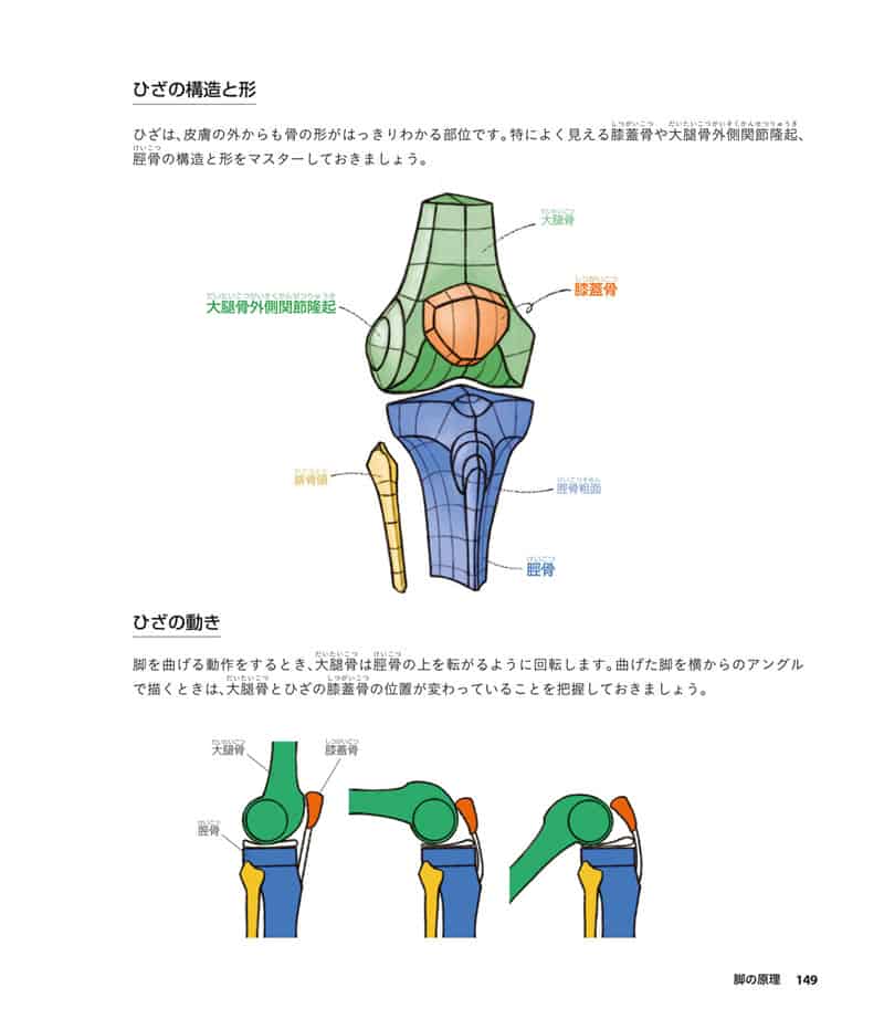 人体绘画基础 从解剖到透视[281P]