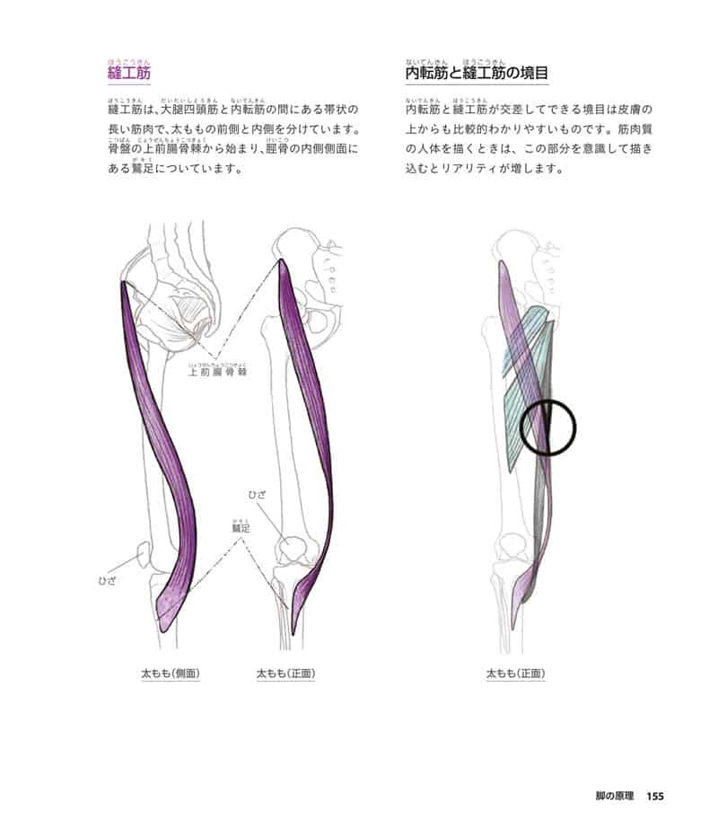 人体绘画基础 从解剖到透视[281P]