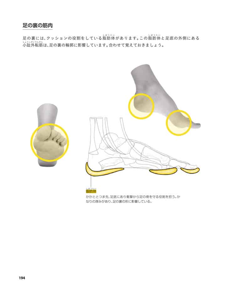 人体绘画基础 从解剖到透视[281P]