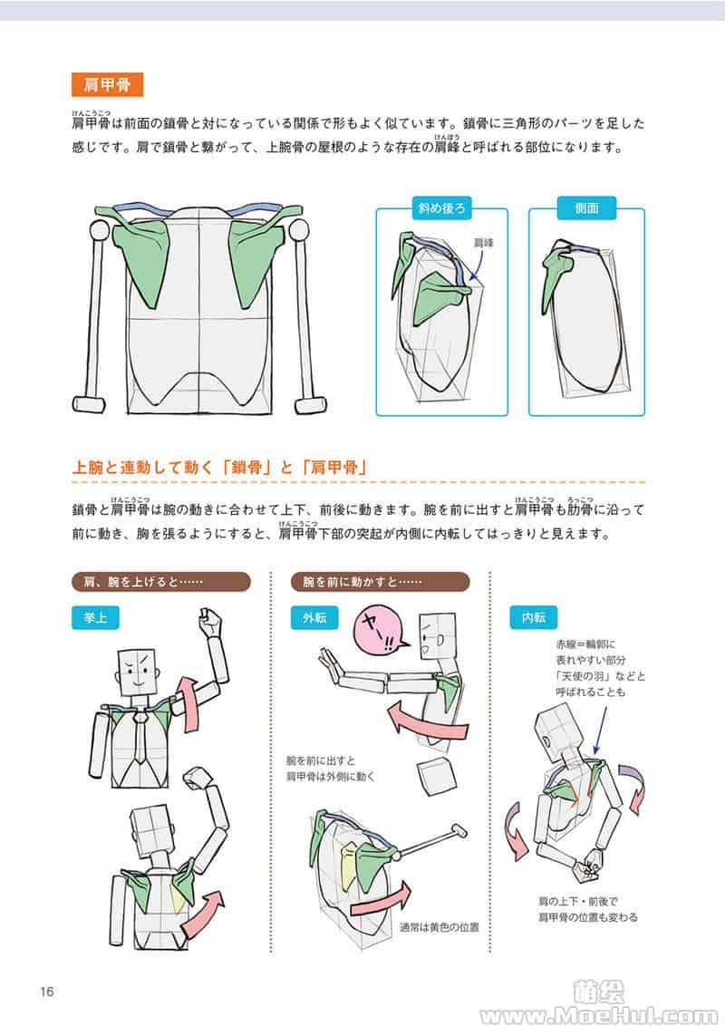只要掌握一点人体解剖学,就能画出令人惊叹的人物画[195P]